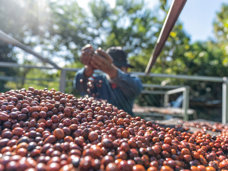 Produção de café pode atingir recorde de 66,7 milhões de sacas