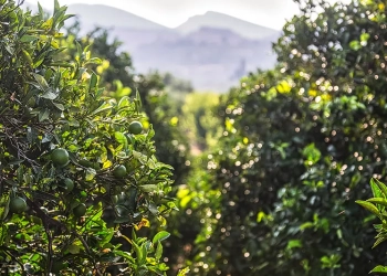 Agro concentra R$ 7,7 bi do Plano Brasil Soberano