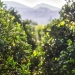 Agro concentra R$ 7,7 bi do Plano Brasil Soberano