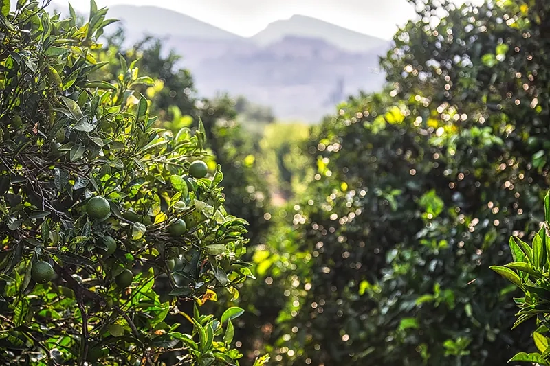 Agro concentra R$ 7,7 bi do Plano Brasil Soberano