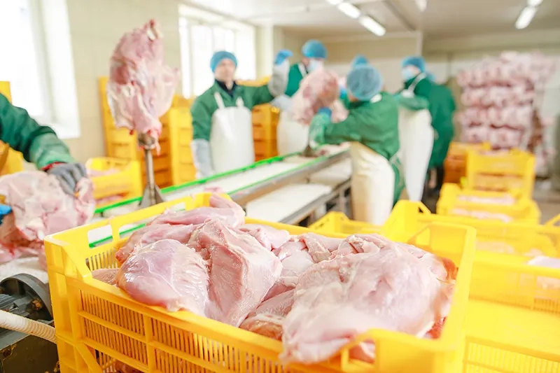 China ganha espaço no mercado global de frango