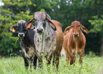 Carbono pode abrir nova renda ao produtor