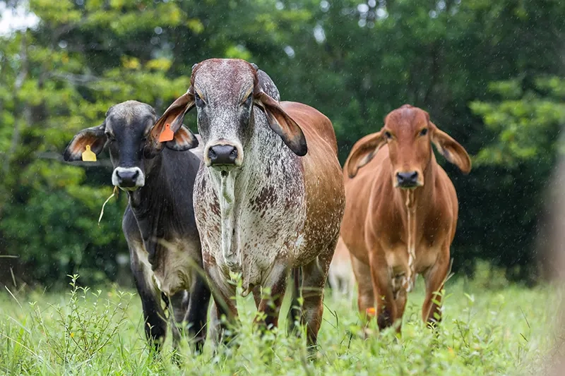 Carbono pode abrir nova renda ao produtor