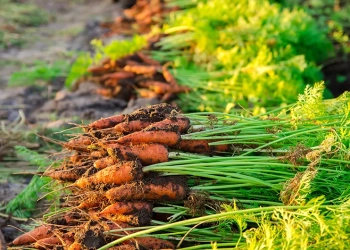 Perecíveis puxam crescimento no varejo alimentar