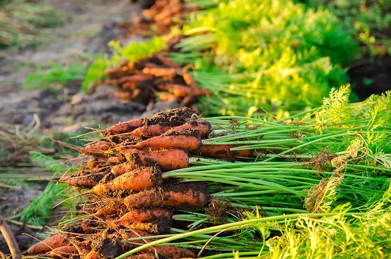 Perecíveis puxam crescimento no varejo alimentar