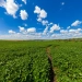 Safra forte expõe caixa frágil no agro