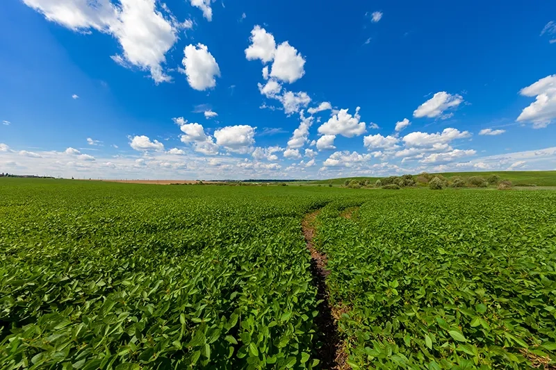 Safra forte expõe caixa frágil no agro