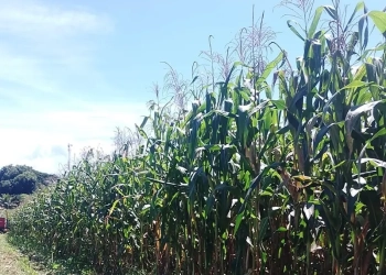 Sementes resistentes reduzem risco no campo