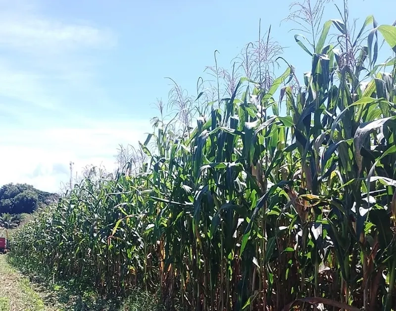 Sementes resistentes reduzem risco no campo