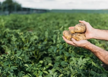 Indústria de batata reduz emissões e amplia exportações