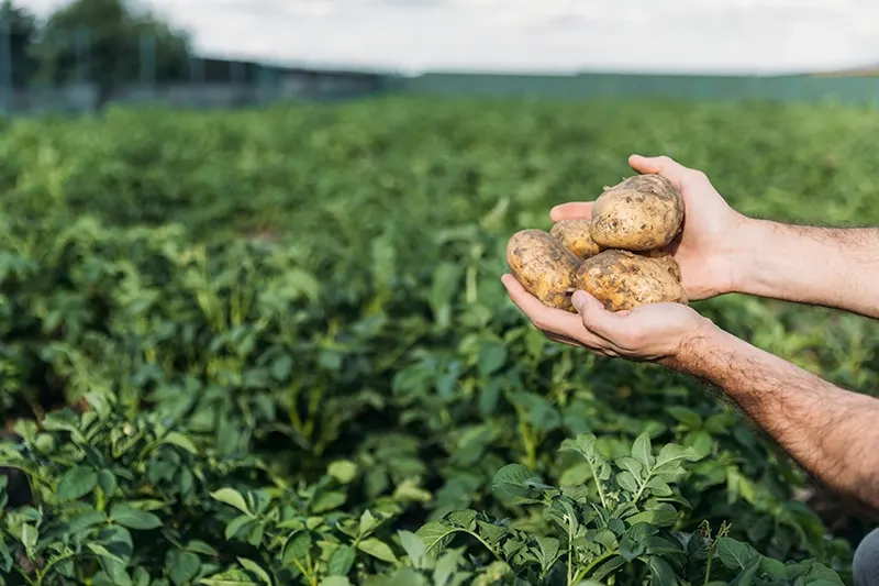 Indústria de batata reduz emissões e amplia exportações