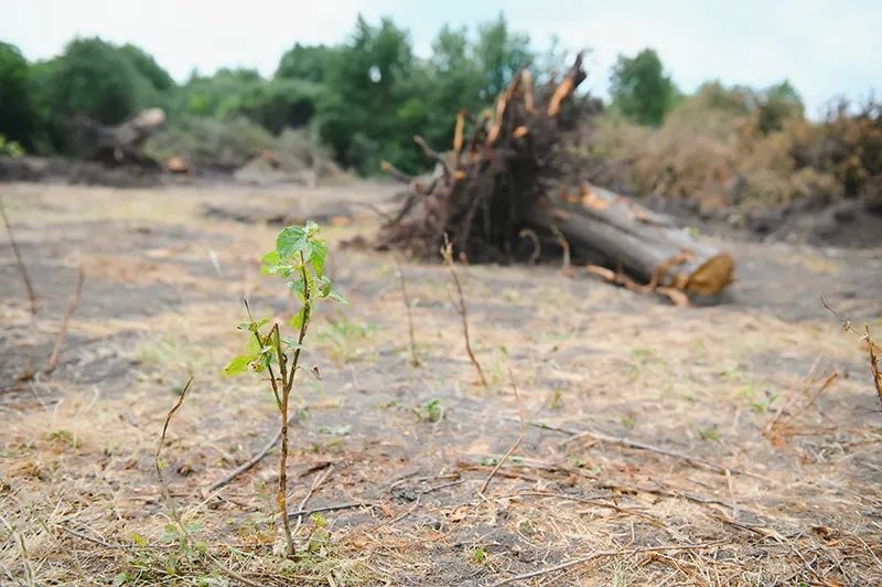 Tempestade causa prejuízos no campo em Ribeirão Preto