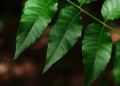 Pesquisa testa alternativa natural contra mastite bovina