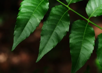 Pesquisa testa alternativa natural contra mastite bovina