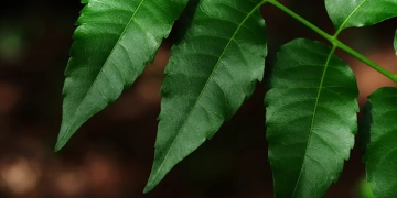 Pesquisa testa alternativa natural contra mastite bovina