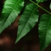 Pesquisa testa alternativa natural contra mastite bovina