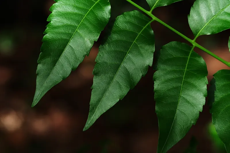 Pesquisa testa alternativa natural contra mastite bovina